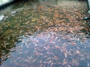 Hingga Juli 2020 Pemkab Agam Salurkan 304.030 Bibit Ikan ke Masyarakat