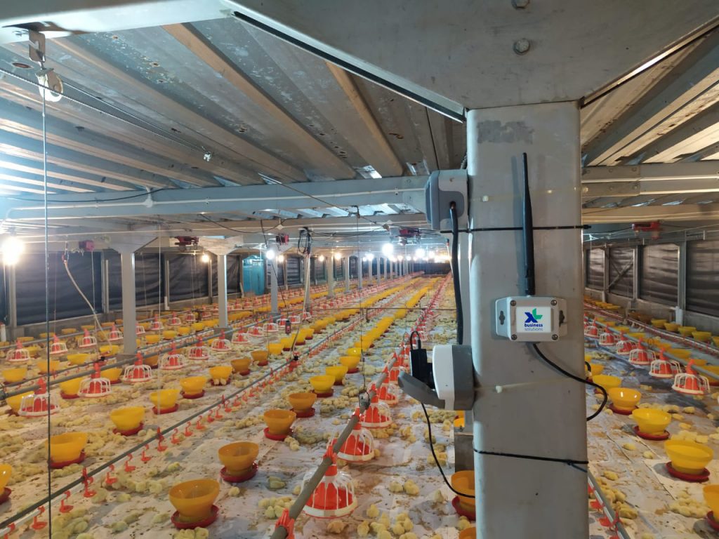 XL Smart Poultry Mampu Tingkatkan Produksi Unggas PT. Sierad