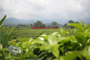 Sumbar Bisa Menjadi Contoh Pengelolaan Pariwisata yang Baik di Tengah Pandemi, Ini Alasannya