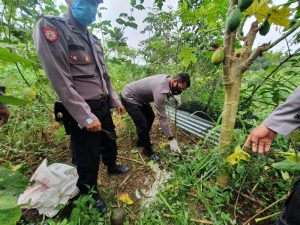 Kawat Listrik untuk Hama Babi Makan Korban, Seorang Pria Tewas Tersengat