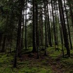 pohon di padang berusia