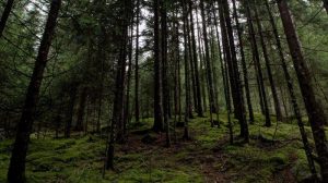 Berikut Nama 77 Peserta Napak Tilas Hari Pahlawan yang Masih Belum Ditemukan