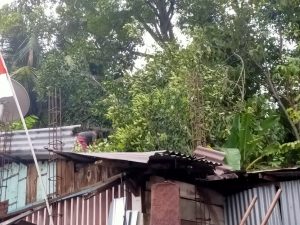 Hujan Disertai Angin Kencang, Pohon Tumbang Timpa Rumah