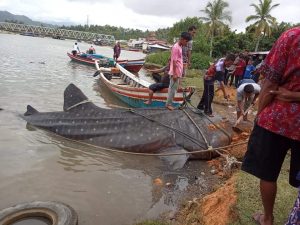 Ikan Hiu Tutul Sepanjang 7 Meter Terdampar di Pantai Muaro Surantiah Pesisir Selatan