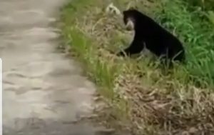 10 Hari Terakhir, Beruang Liar Muncul di Solok Selatan dan Agam