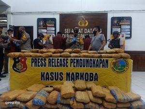 Polres Payakumbuh Amankan 100 Kg Ganja, Satu Tersangka Nekat Meloncat dari Mobil