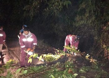 Petugas BPBD Kota Padang sedang mengevakuasi pohon tumbang di Jalan Raya Padang-Solok tepatnya sebelum gerbang perbatasan Padang-Solok, Selasa (3/11). Pohon tersebut tumbang dikarenakan hujan deras dan angin kencang. IST