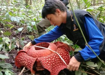 Tim PEH BKSDA Agam saat mengukur Rafflesia Tuan-Mudae yang mekar di Cagar Alam Maninjau Kamis lalu. IST
