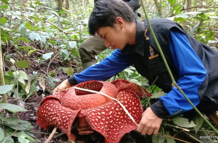 Tim PEH BKSDA Agam saat mengukur Rafflesia Tuan-Mudae yang mekar di Cagar Alam Maninjau Kamis lalu. IST