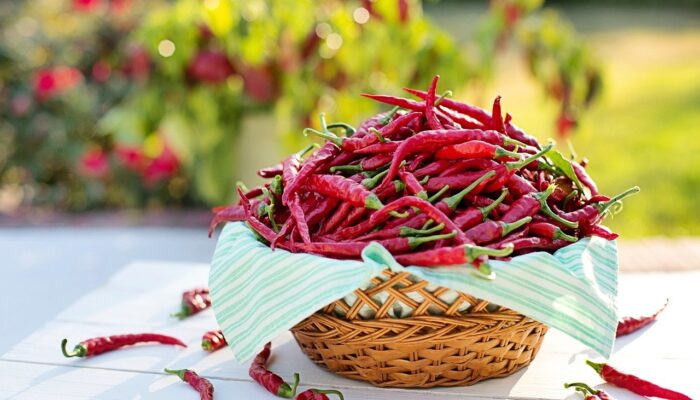 Harga Cabai di Agam Merangkak Naik