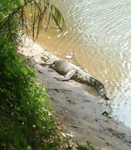 Penampakan Buaya Besar Gegerkan Warga Bungus