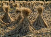 Gagal Panen, Kebutuhan Beras Kota Padang Belum Terpenuhi
