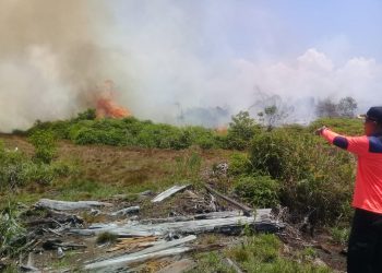 29 Hektar Lahan Sawit di Agam Terbakar