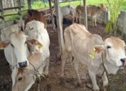 Peternak di Solok Terima Sapi Dalam Kondisi Kurus, Bupati Epyardi Asda: Jangan Korbankan Masyarakat Saya