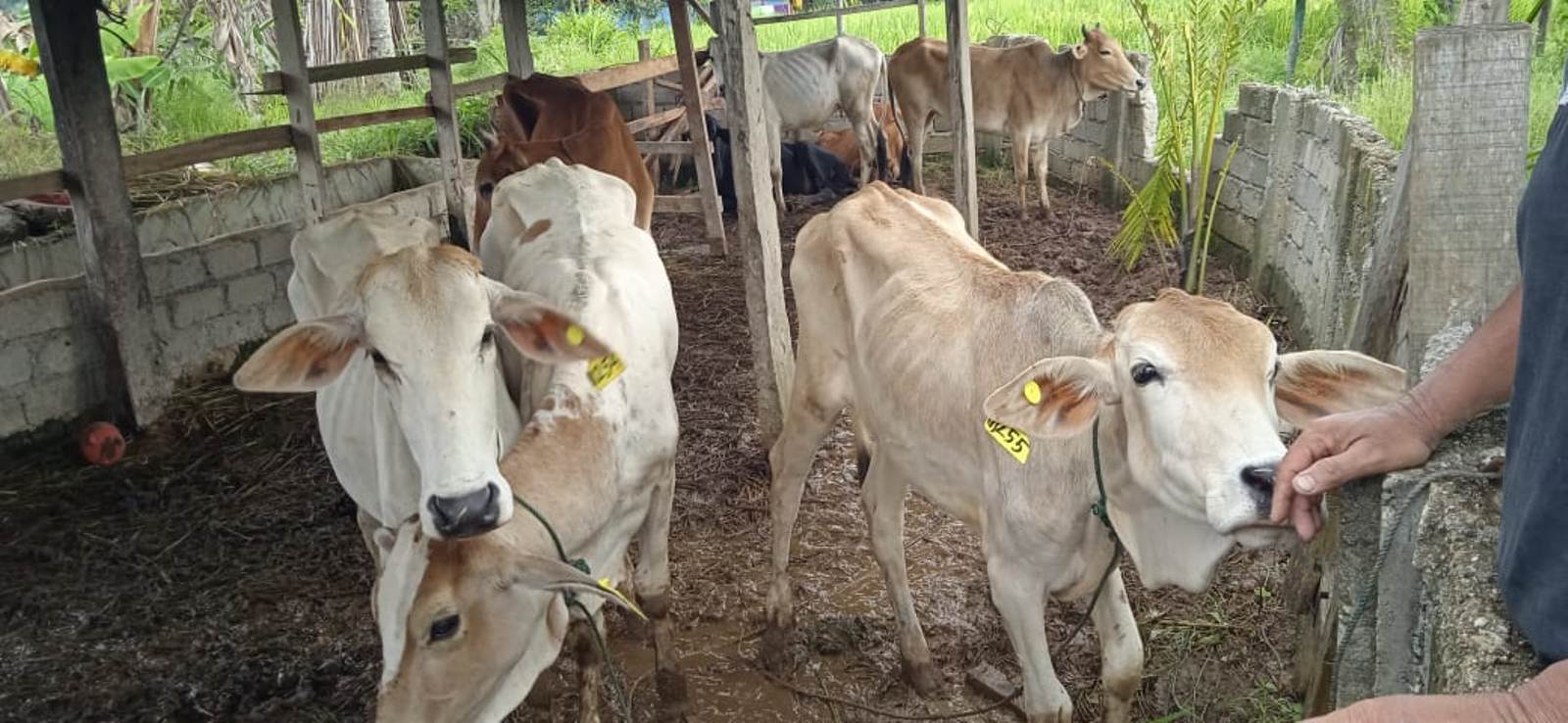 bupati solok peternak sapi