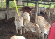 Sempat Diminta Bupati Solok untuk Diusut, Dugaan Korupsi Pengadaan Sapi Pemprov Sumbar Bakal Masuk Penyidikan 