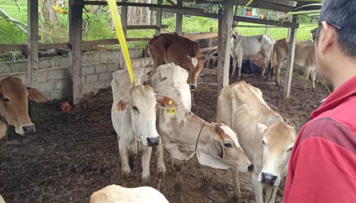 Sempat Diminta Bupati Solok untuk Diusut, Dugaan Korupsi Pengadaan Sapi Pemprov Sumbar Bakal Masuk Penyidikan 