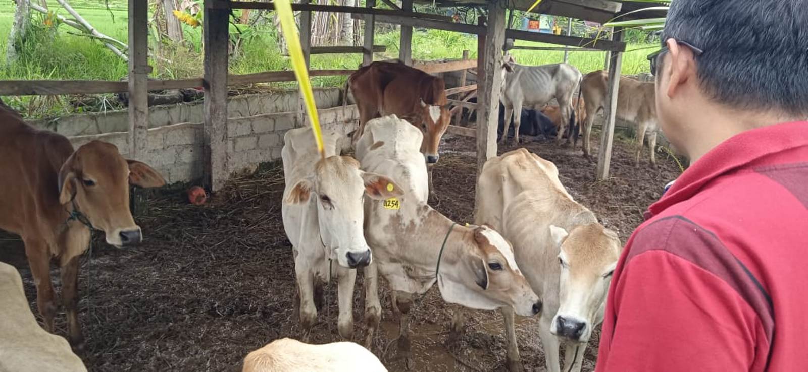 bupati solok sapi kurus pemprov sumbar