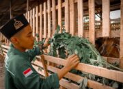 Wakaf Ternak Produktif Berbasis Pesantren dari Global Wakaf ACT Hadir di Padang