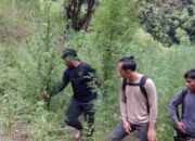 Petugas Gabungan Polda Sumut Temukan Ladang Ganja 2 Hektar di Pegunungan Tor Mangompang