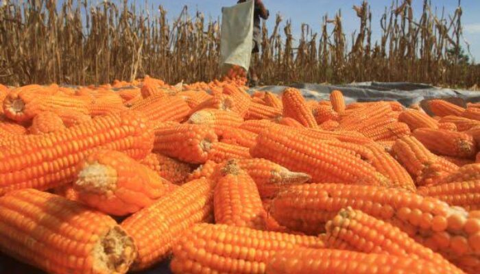 Pemkab Pessel Targetkan Produksi Jagung 204 Ribu Ton Sepanjang 2022