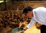 Dinilai Lebih Menggiurkan, Masyarakat Pessel Mulai Beternak Itik