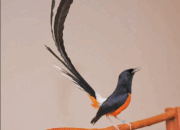 YAP Ditangkap Saat Jual Burung Murai Batu, Ternyata…