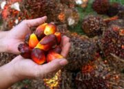 Harga CPO Terus Anjlok, Petani Sawit Sengsara