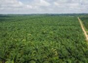 Sawit Indonesia vs Sawit Malaysia, Segini Perbandingannya