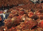 Pasar Sawit Dikuasai Malaysia Usai Jokowi Terbitkan Larangan Ekspor CPO