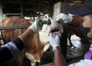 Cegah Wabah PMK, Kementan Mulai Produksi Vaksin Hewan Ternak