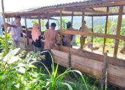 Dinas KP3 Kota Sawahlunto Gelar Vaksinasi Darurat PMK Hari Pertama