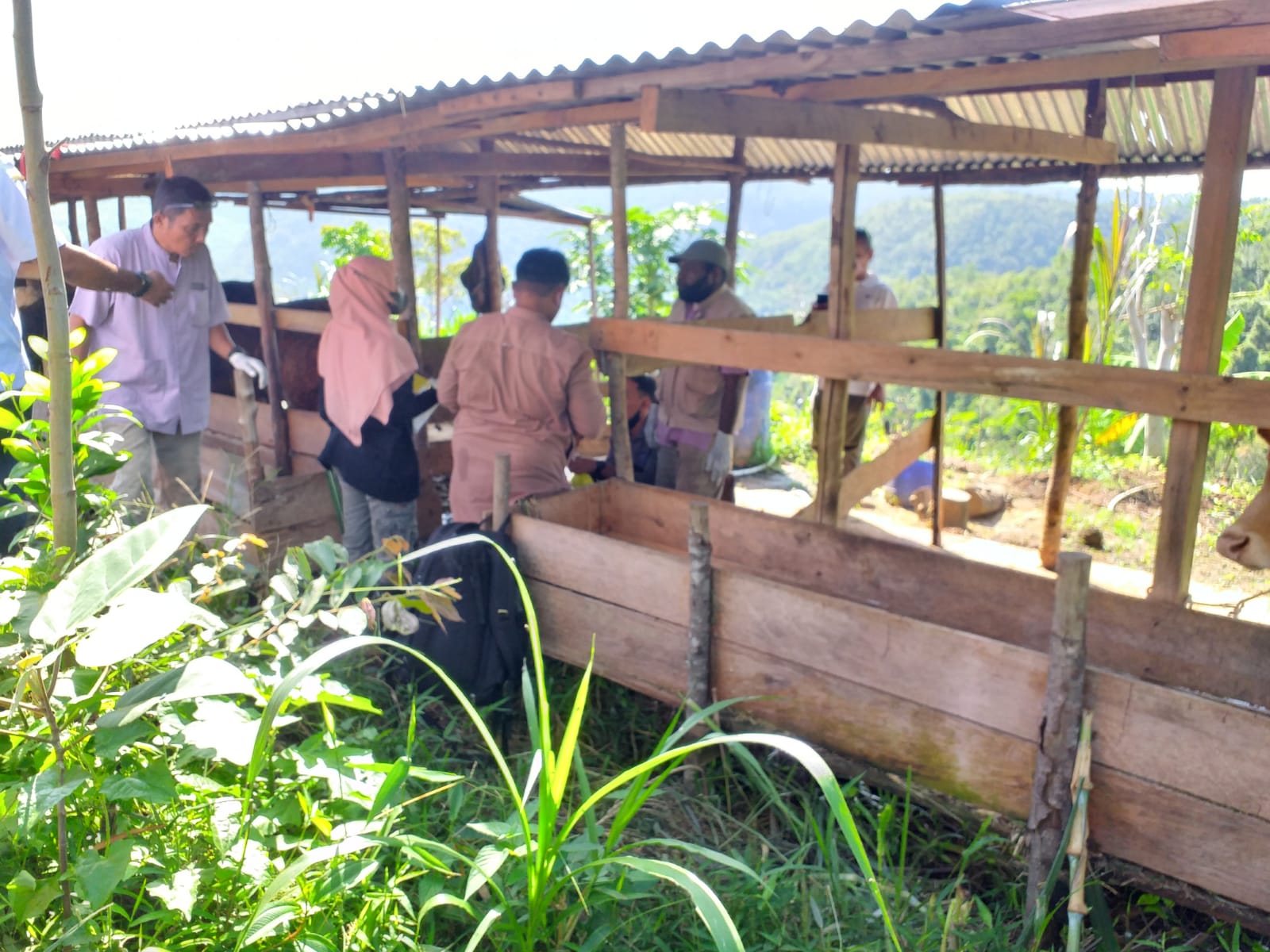 Sawahlunto Vaksinasi Darurat PMK