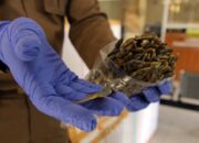 Wow, Sumbar Kembali Ekspor Cicak Kering 670 Kg ke Hongkong