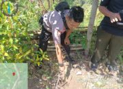 Dua Ekor Harimau Kembali Muncul di Gantung Ciri