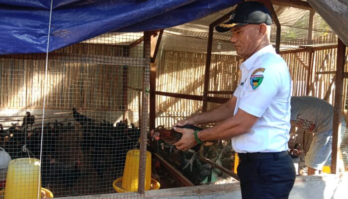 Nagari Talaok Pessel Kembangkan Budidaya Ayam Kampung Unggul untuk KPM