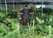 Jalan Tani Dibuka, Bupati Solok Bagikan Puluhan Ribu Bibit Gratis untuk Petani