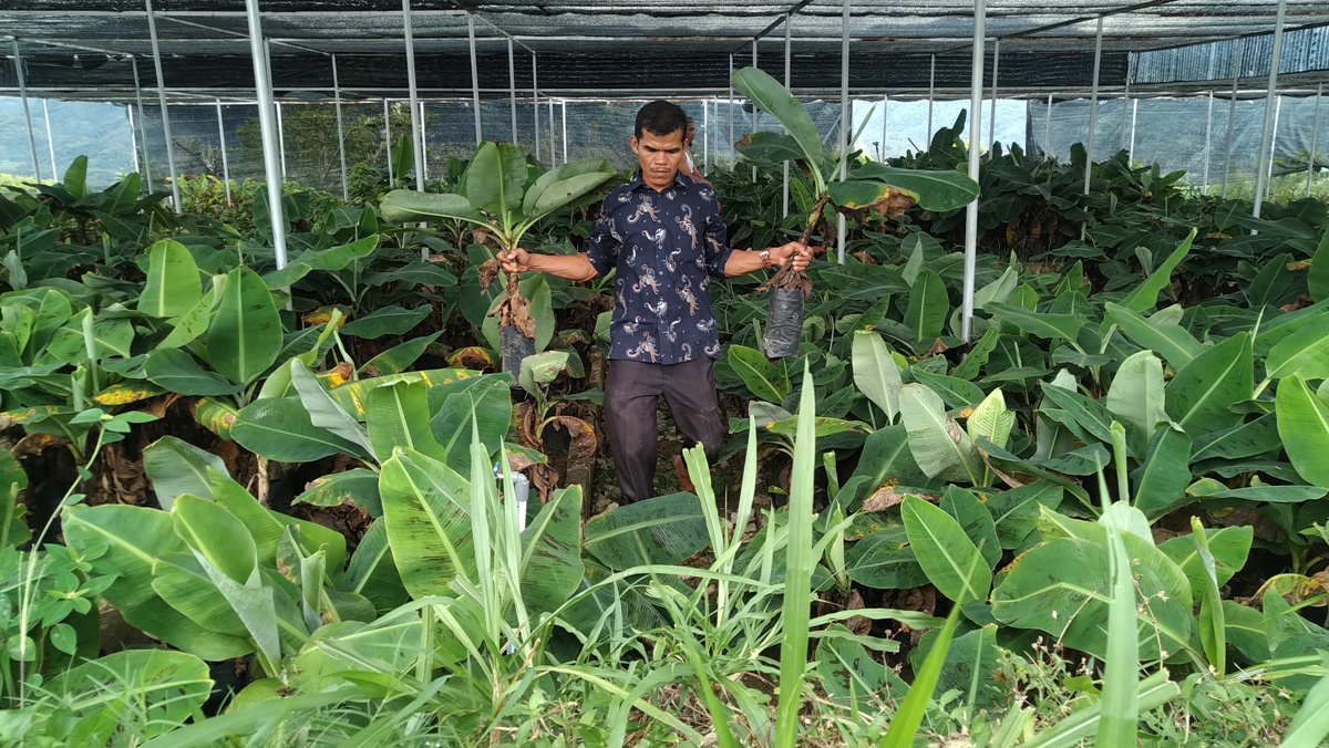 jalan tani bibit gratis bupati solok