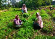 Kolaborasi Rumah Pangan Lestari dan Pabrik Aqua, Sayur Sehat, Ekonomi Meningkat