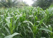 Dinas Perkimtan dan Lingkungan Hidup Pessel Sebut Tidak Ada Lahan Warga Terdampak Limbah PT KPS