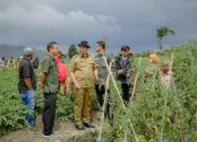 Ini Tiga Jenis Sayuran Terbanyak yang Dihasilkan di Kabupaten Solok