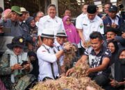 Meniti Kejayaan Bawang Merah Kabupaten Solok