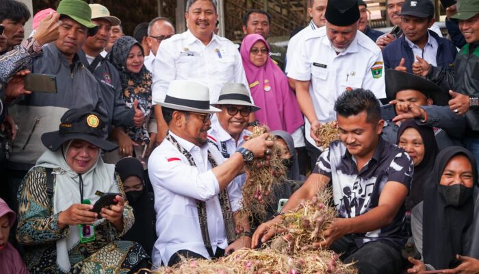 Meniti Kejayaan Bawang Merah Kabupaten Solok