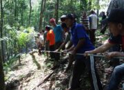 Tradisi Mairik Macu, Berburu Pohon Pilihan di Tengah Hutan