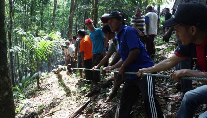 Tradisi Mairik Macu, Berburu Pohon Pilihan di Tengah Hutan