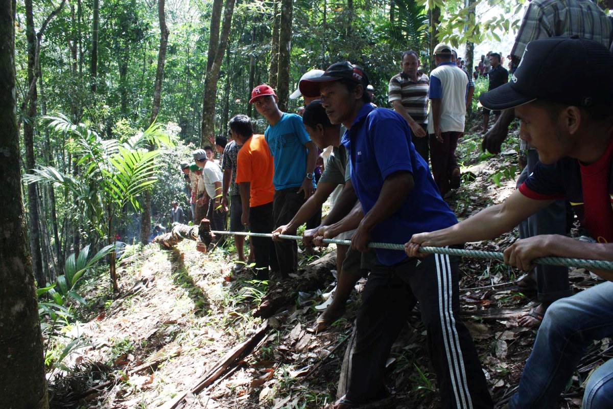 mairik macu pohon pilihan hutan