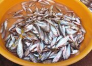 Wow! Ikan Bilih Danau Singkarak Ternyata Obat Stunting, Dilirik Perusahaan Susu