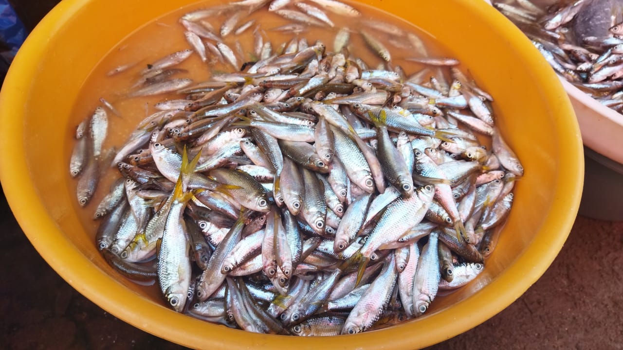 ikan bilih danau singkarak obat stunting