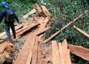 Gerak Cepat! Warga Nagari Talang Gerebek Lokasi Illegal Logging, Pelaku Kabur