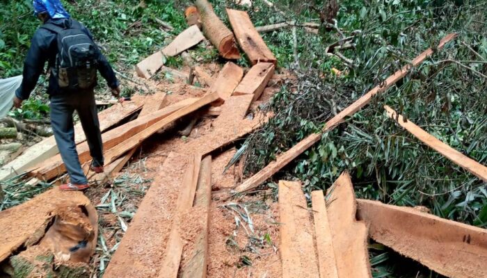 Gerak Cepat! Warga Nagari Talang Gerebek Lokasi Illegal Logging, Pelaku Kabur